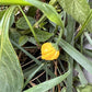 Yellow Brazilian Starfish Pepper Plant