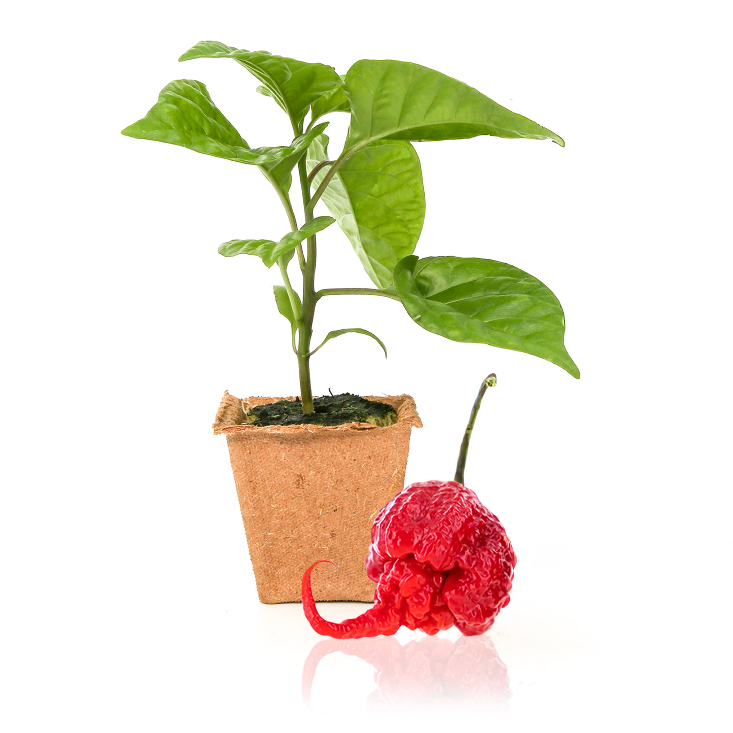 Carolina Reaper Pepper Plants