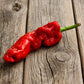 Red ghost pepper on a wooden surface used to make the ghost pepper naga jolokia salt.