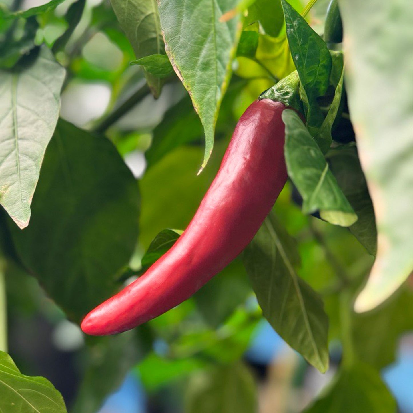 Guajillo pepper ripening on plant, used to display seeds for sale