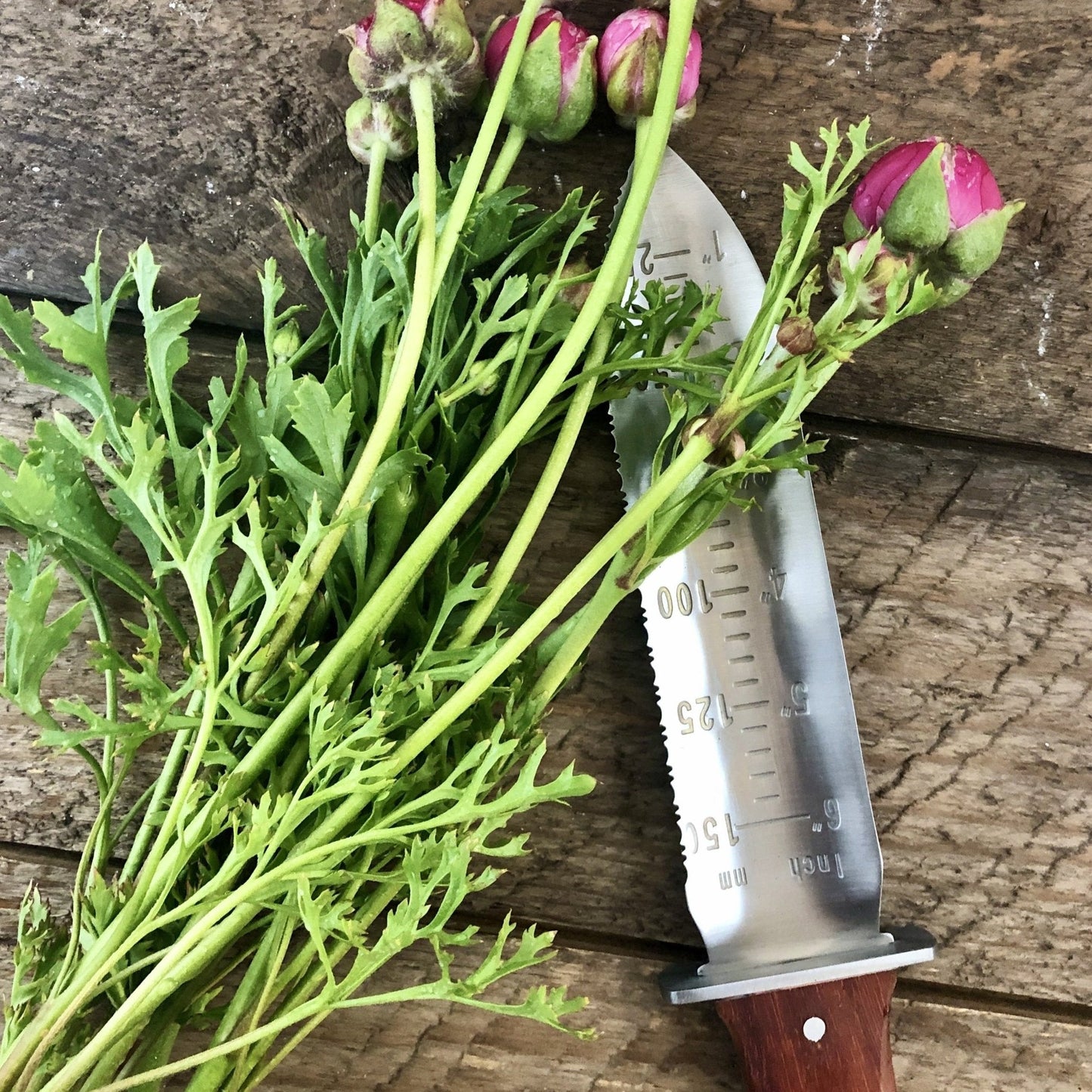 Nuestra herramienta de jardín Katana Hori Hori 