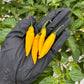 Pepper joes aji lemon drop peppers in black gloved hand used to represent seeds for sale
