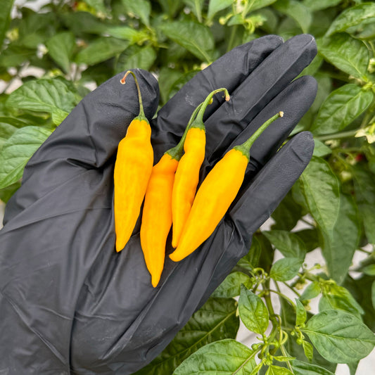Pepper joes aji lemon drop peppers in black gloved hand used to represent seeds for sale