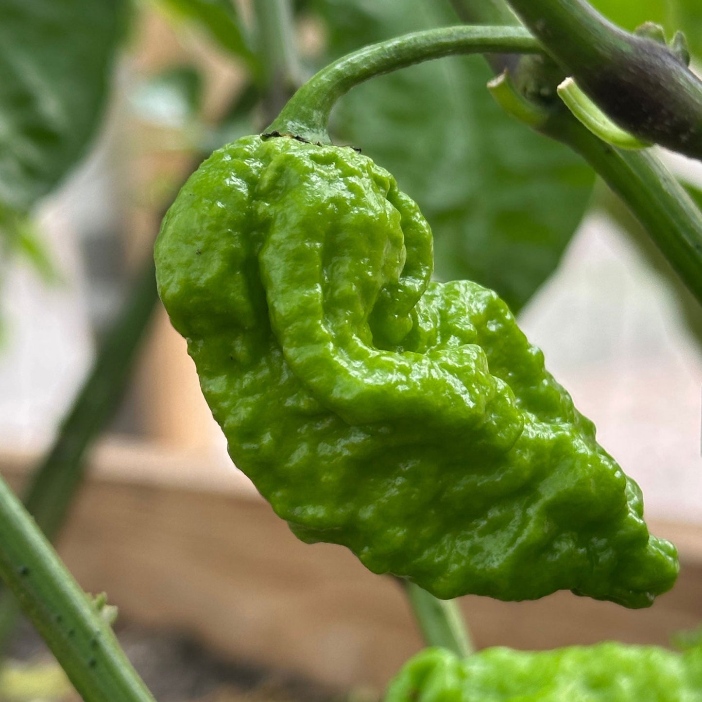 Apocalypse Scorpion Pepper, ripening pepper growing on plant shown to represent seeds for sale