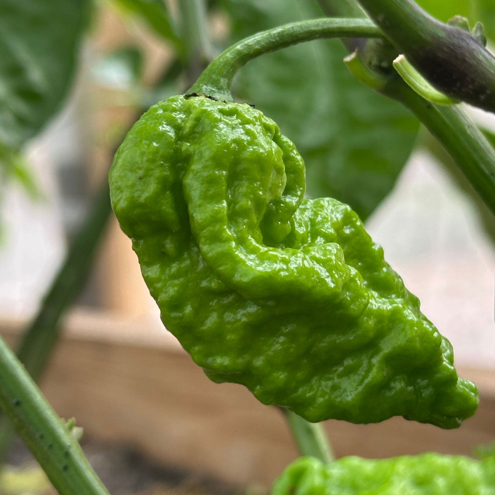 Apocalypse Scorpion Pepper, ripening pepper growing on plant shown to represent seeds for sale