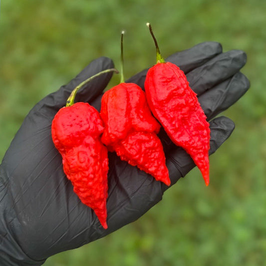 Pepper Joe's Apocalypse Scorpion Pepper Pods, three mature peppers shown to represent seeds for sale, in black gloved hand. 