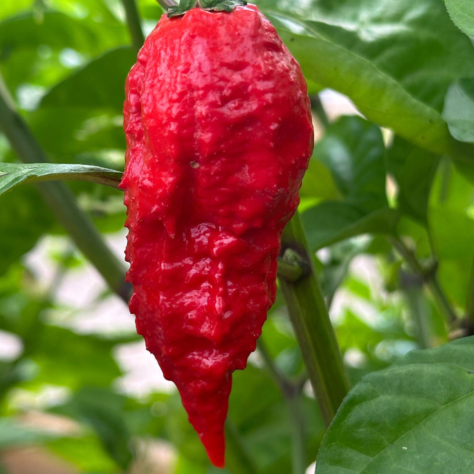 Apocalypse Scorpion Pepper, mature pepper ripened on plant shown to represent seeds for sale