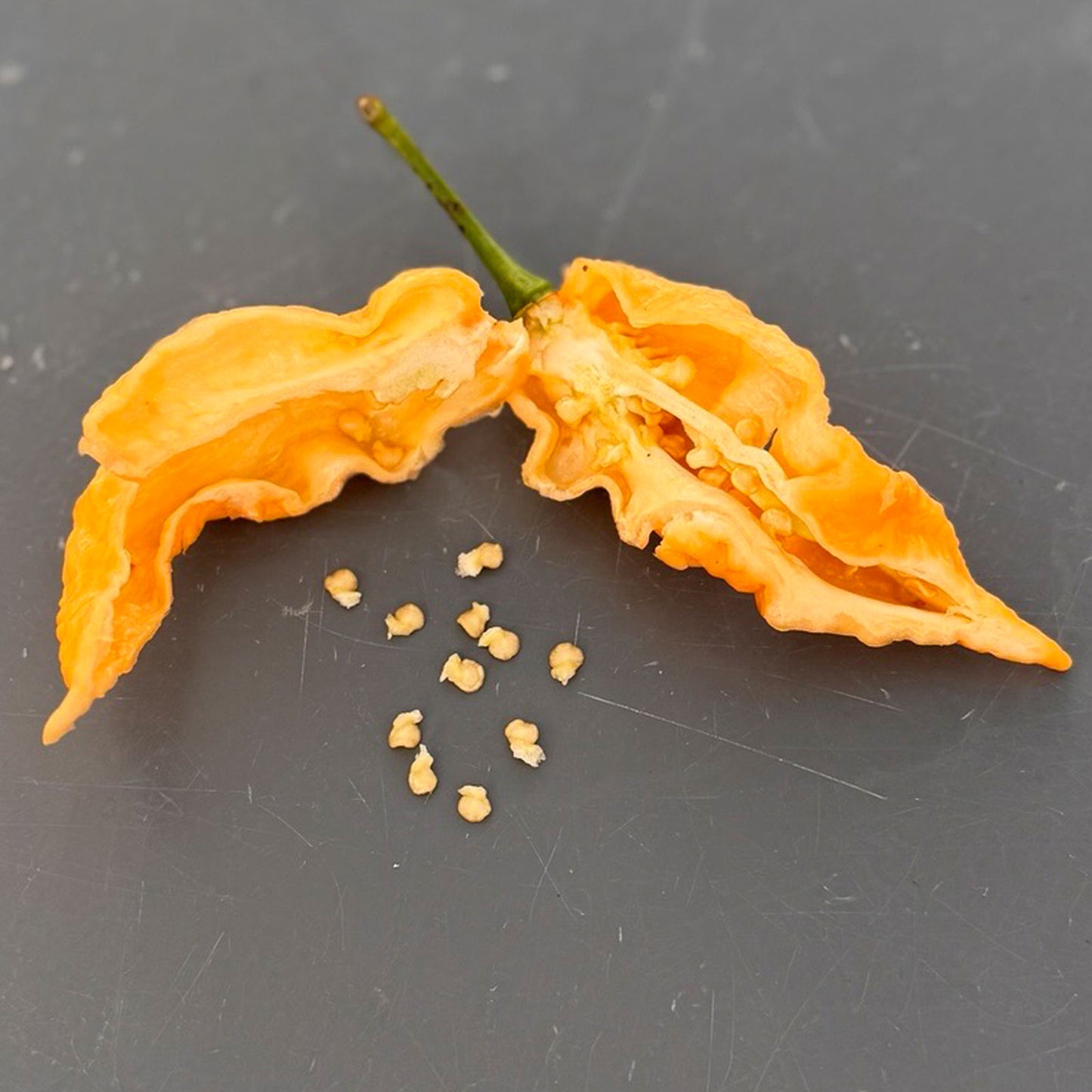 Jay's Peach Ghost Scorpion Pepper cut open on grab table to display seeds for sale 