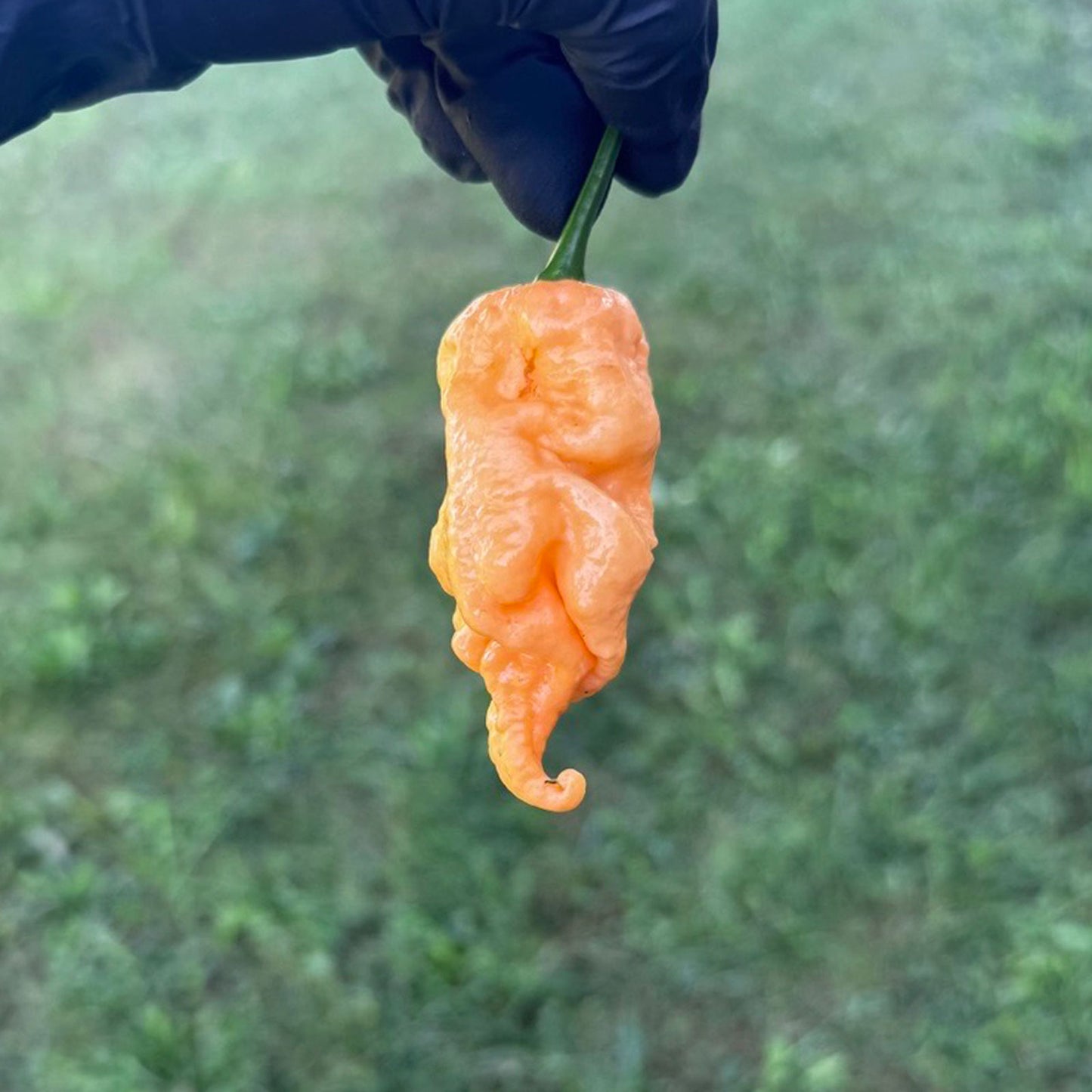 Jay's Peach Ghost Scorpion Peppers, close up showing texture of one mature pepper held in a black gloved hand to represent seeds for sale