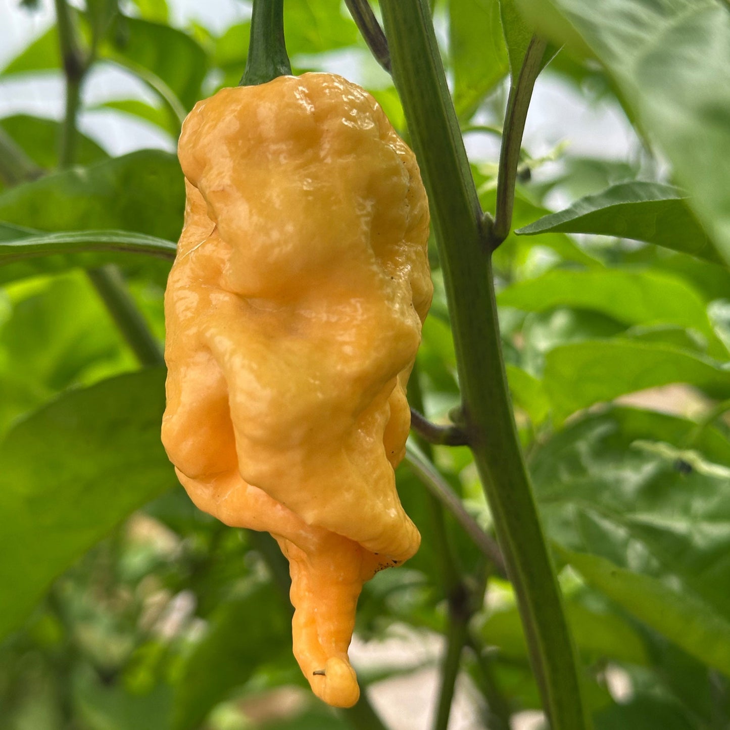 Jay's Peach Ghost Scorpion Pepper ripened on plant shown to represent seeds for sale