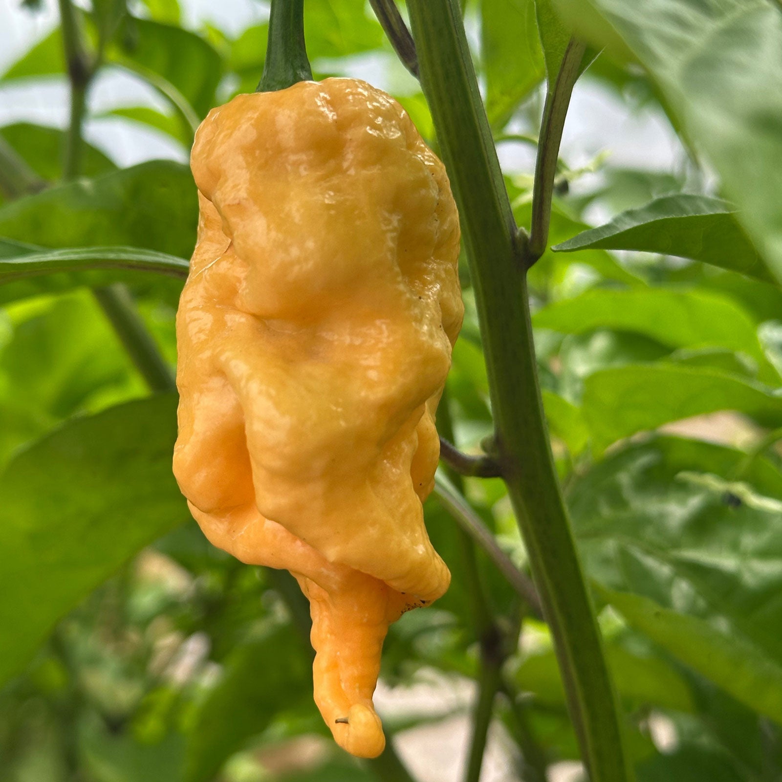 Jay's Peach Ghost Scorpion Pepper ripened on plant shown to represent seeds for sale