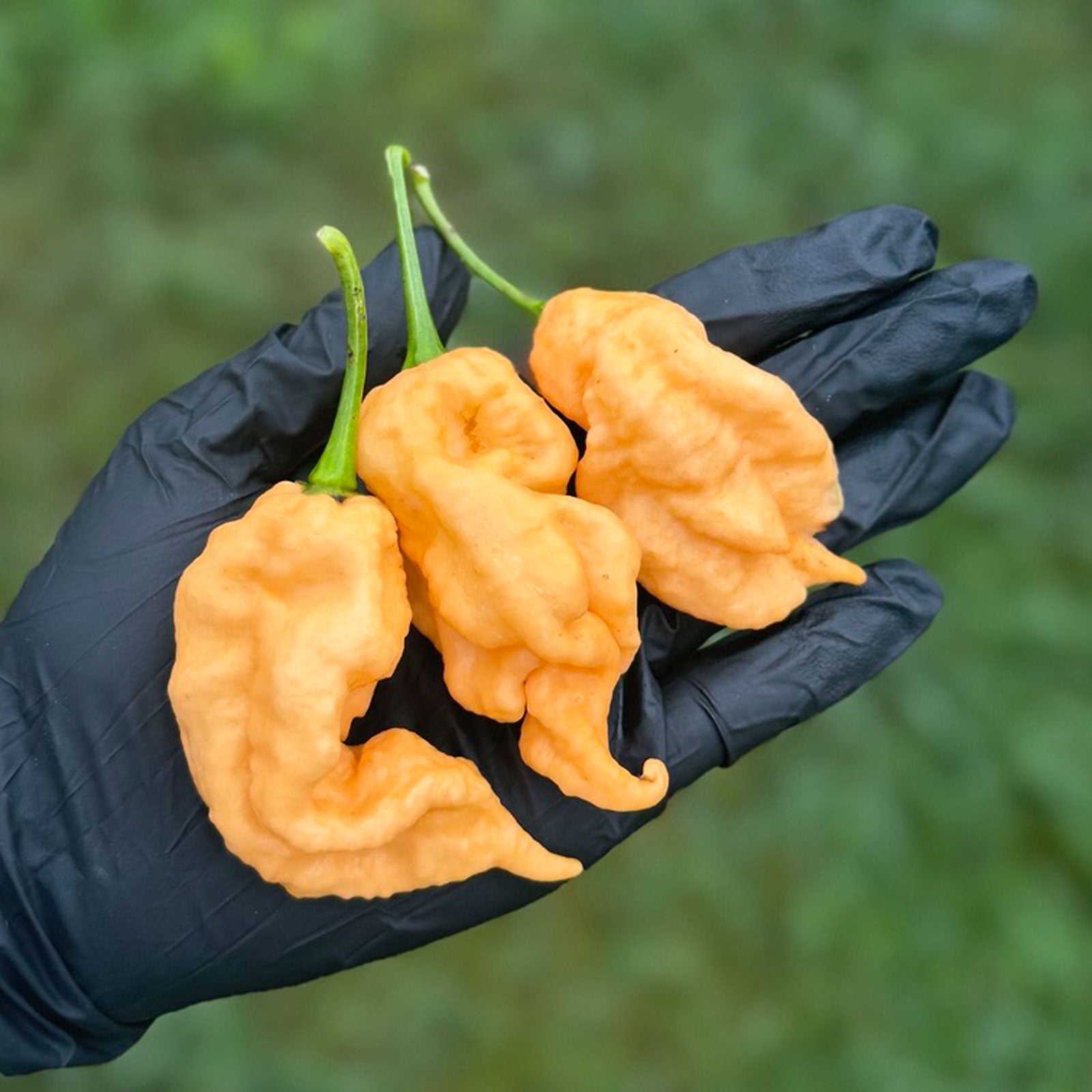 Pepper Joe's Jay's Peach Ghost Scorpion Peppers, three mature peppers in black gloved hand to represent seeds for sale