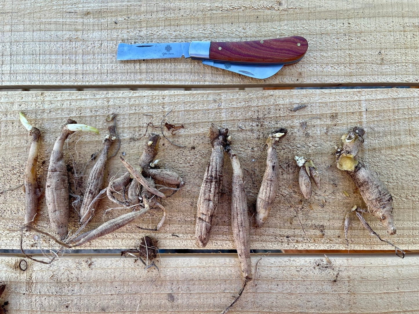 Cuchillo de jardinero profesional: para poda, injerto y propagación