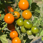 Pepper Joe's Sungold cherry tomatoes in various stages of ripening on the vine