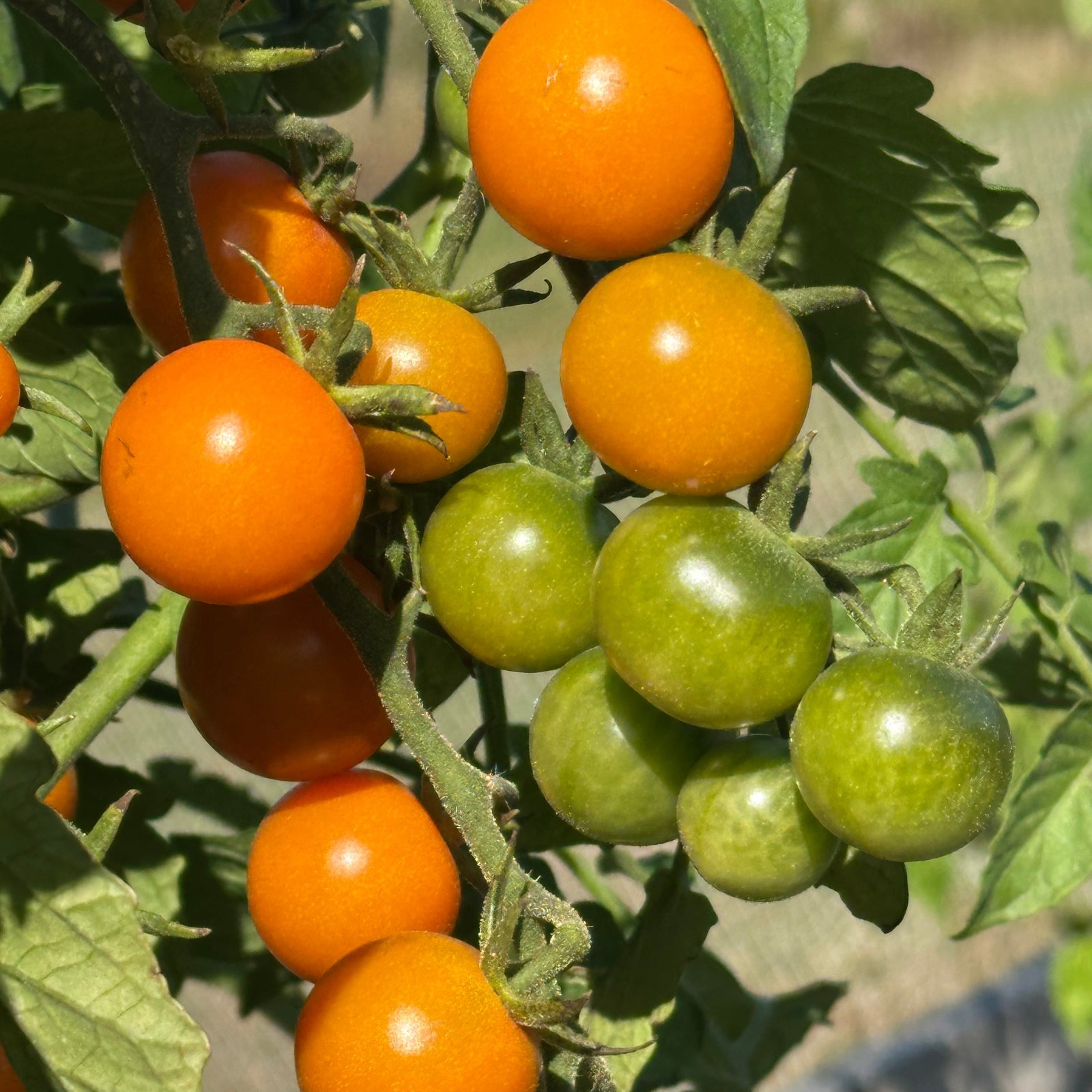 Pepper Joe's Sungold cherry tomatoes in various stages of ripening on the vine