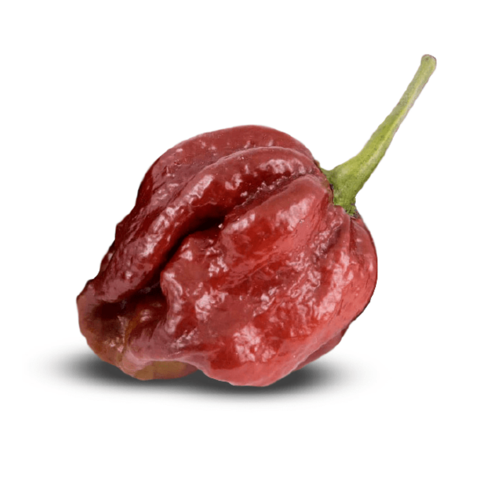 7 Pot Douglah Pepper burgundy coloring with dimples and stem  on white background