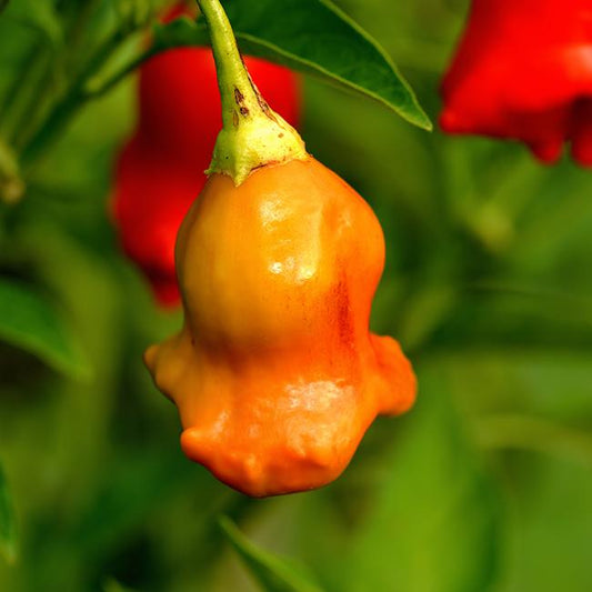 Pepper Joe's chilli bishops crown