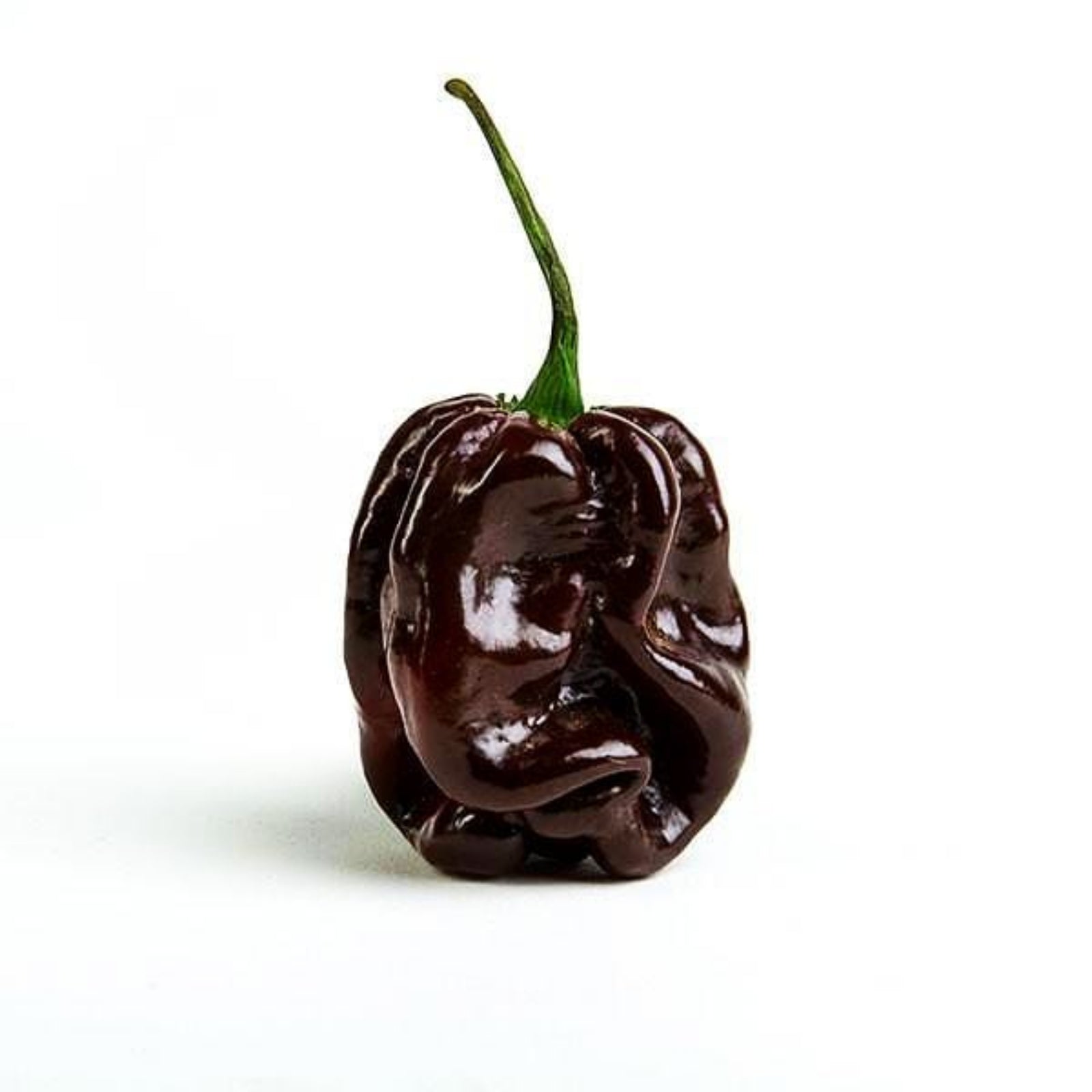 Chocolate Habanero Pepper on white background