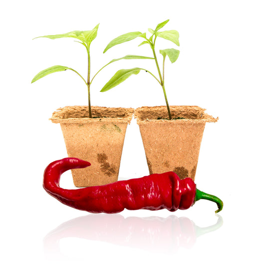 Pepper Joe's Jimmy Nardello pepper plants for sale