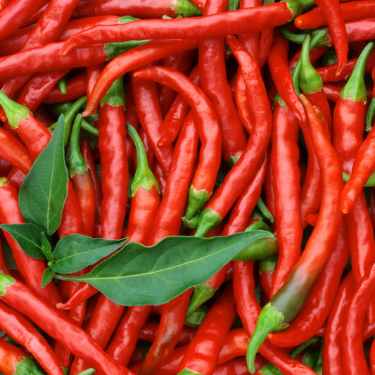Pepper Joe's Lombok Pepper Seeds