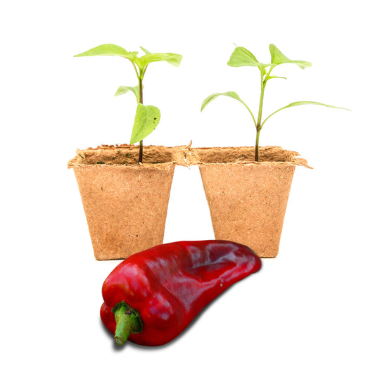 Pepper Joe's Marconi Giant Pepper Plants for sale