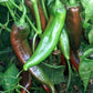 Numex Joe E Parker Pepper Seeds Novelty