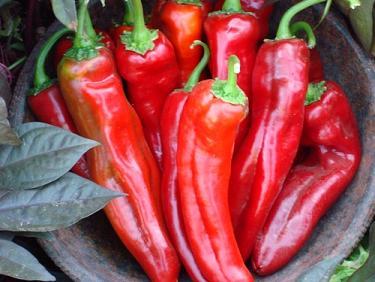 Mama Mia Rosso F1 Pepper Seeds Sweet