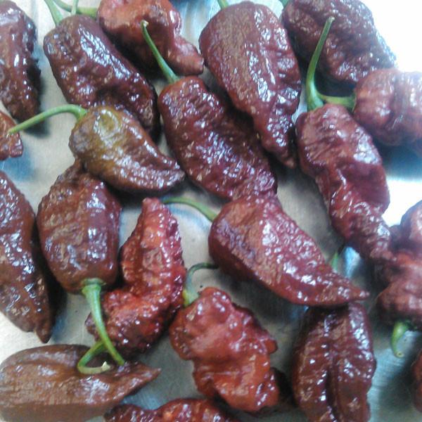 Pepper Joe's Chocolate Ghost Pepper pods. Mature peppers shown to represent seeds for sale, on gray table