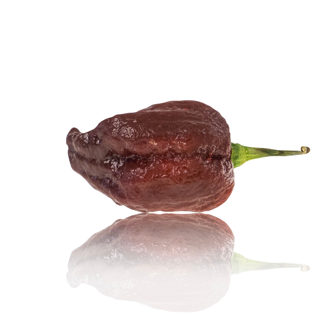 Pepper Joe's Purple Reaper Pepper pod. Mature pepper shown to represent seeds for sale, with white background