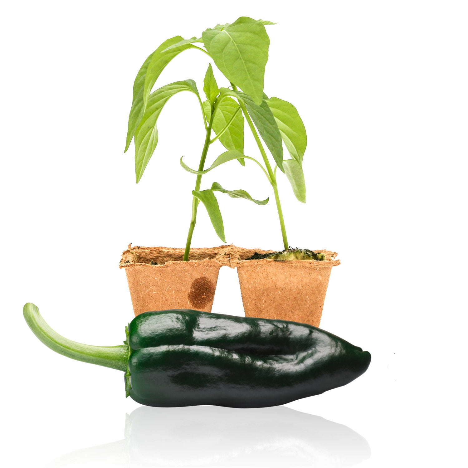 Pepper Joe's Ancho Poblano pepper plants for sale