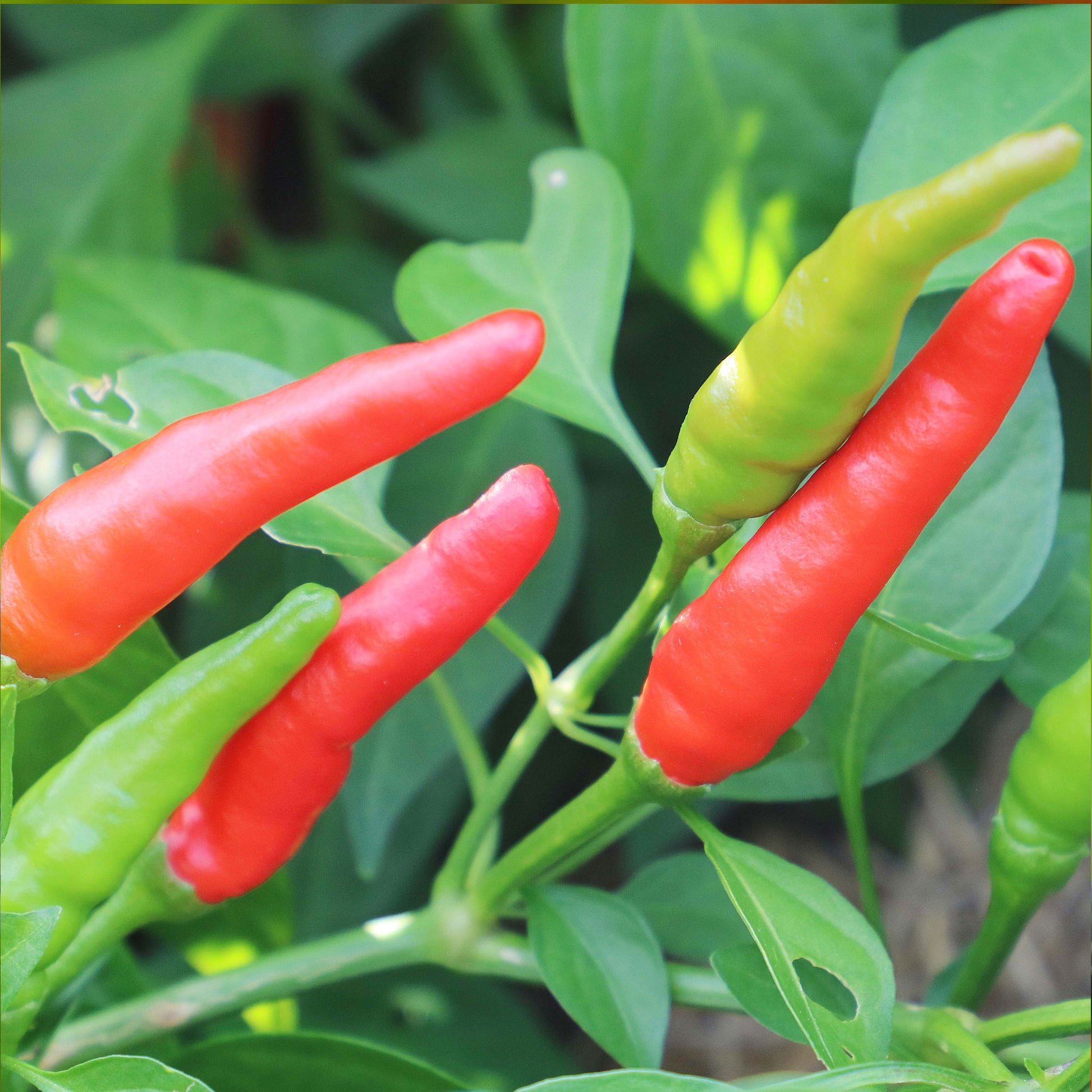 Pepper Joe's Rooster Spur Pepper Seeds