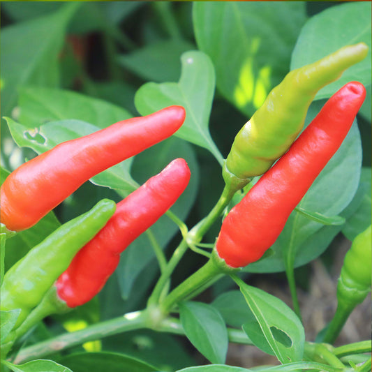 Pepper Joe's Rooster Spur Pepper Seeds