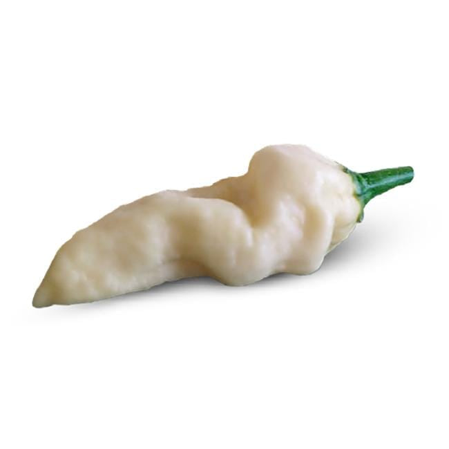 Pepper Joe's White Devils Tongue seeds - white pepper on white background 