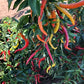 Pepper Joe's Cayenne Sweetness F1 chili seeds