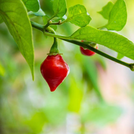 red biquinho pepper ripe on the plant shown to represent seeds for sale