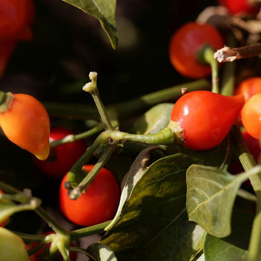 multiple red biquinho peppers ripened on the plant shown to represent seeds for sale