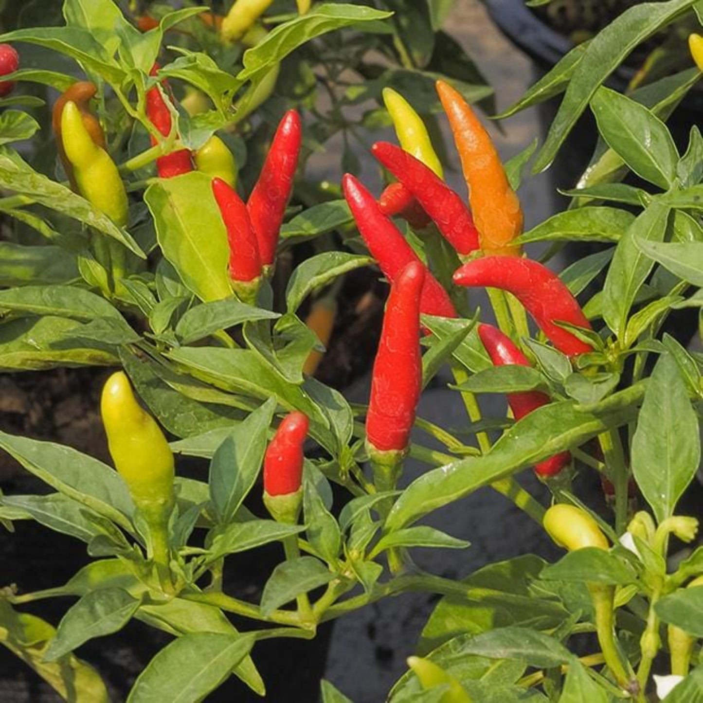 colorful tabasco peppers on plant shown to represent seeds for sale