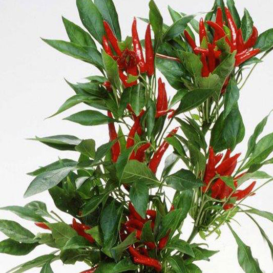 Pepper Joe's Takanotsume Hot Japanese Pepper Seeds
