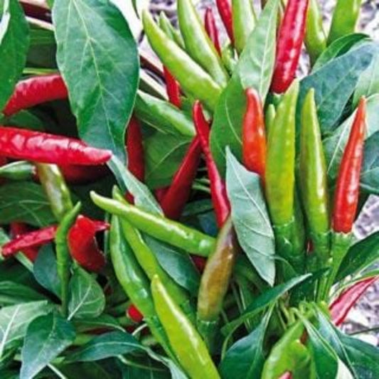 Thai Dragon F1 ripe peppers on the plant shown to represent seeds for sale