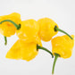 Pepper Joe's Trinidad Perfume Yellow pepper seeds - five yellow peppers piled on white background